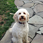 Emmy Jane Goof-a-Doodle Emmy Jane Goof-a-Doodle