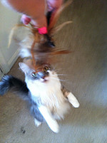 Jaune Tom & Mewsette