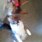 Jaune Tom & Mewsette Jaune Tom & Mewsette