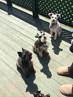 Tux, Fergie & Snickers