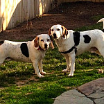 Izzy & Whitey Izzy & Whitey