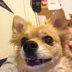 Chewy Chewy